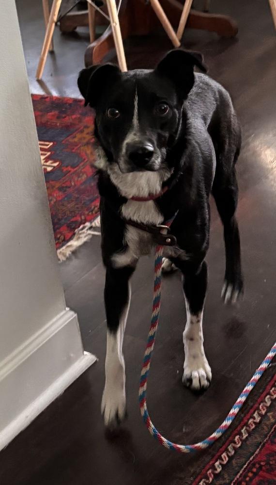 Audie Murphy, a Adoptable mixed breed in Boston, MA image 5/6