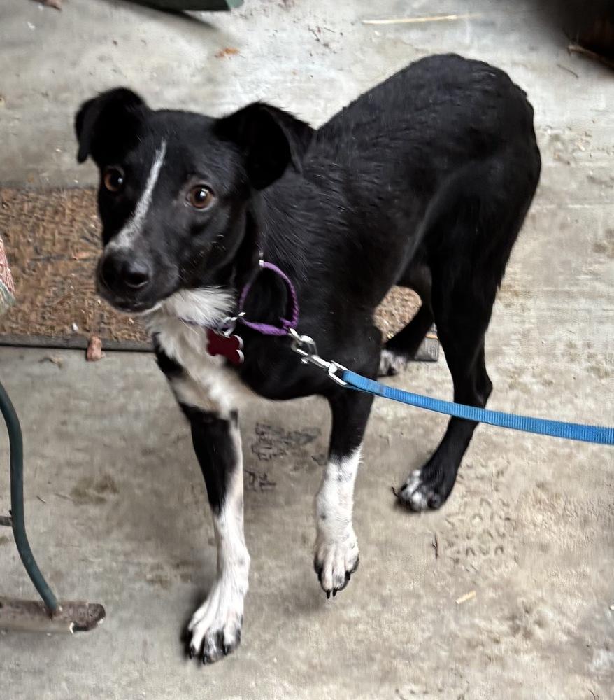 Audie Murphy, a Adoptable mixed breed in Boston, MA image 6/6