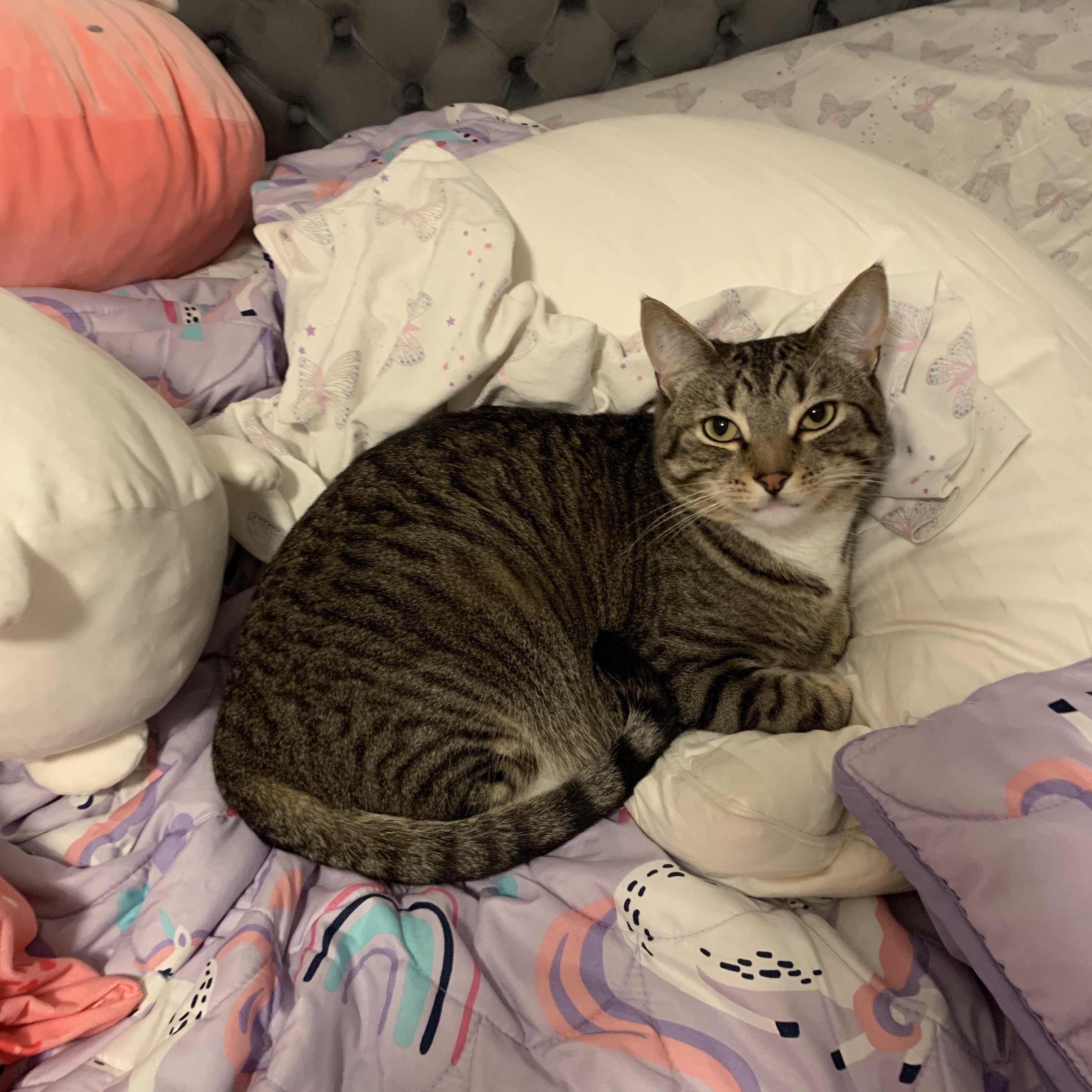Enlarge Socks (& Stripes), a Adoptable Domestic Short Hair in Manhattan Beach, CA image 5/5
