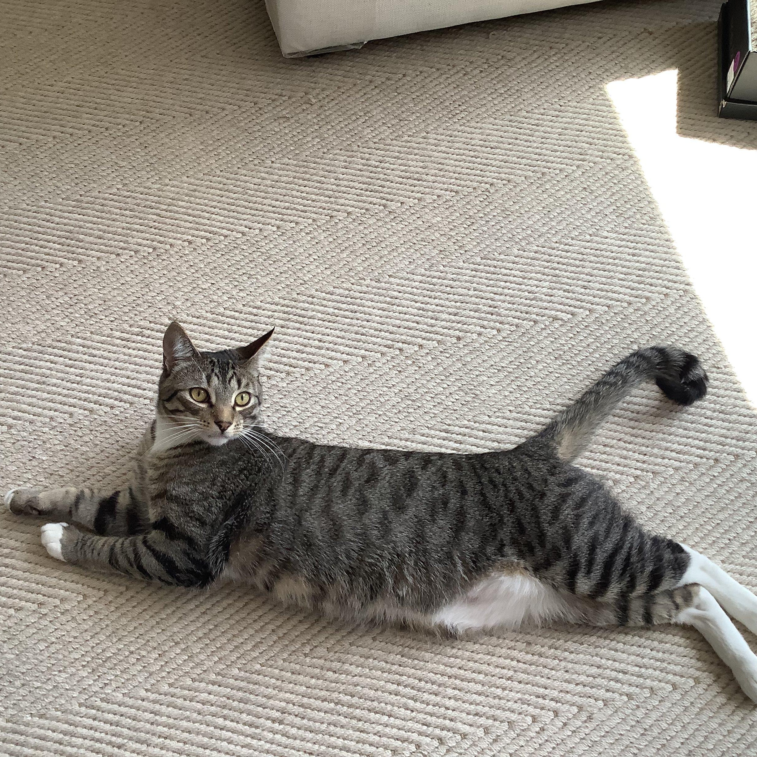 Enlarge Socks (& Stripes), a Adoptable Domestic Short Hair in Manhattan Beach, CA image 3/5