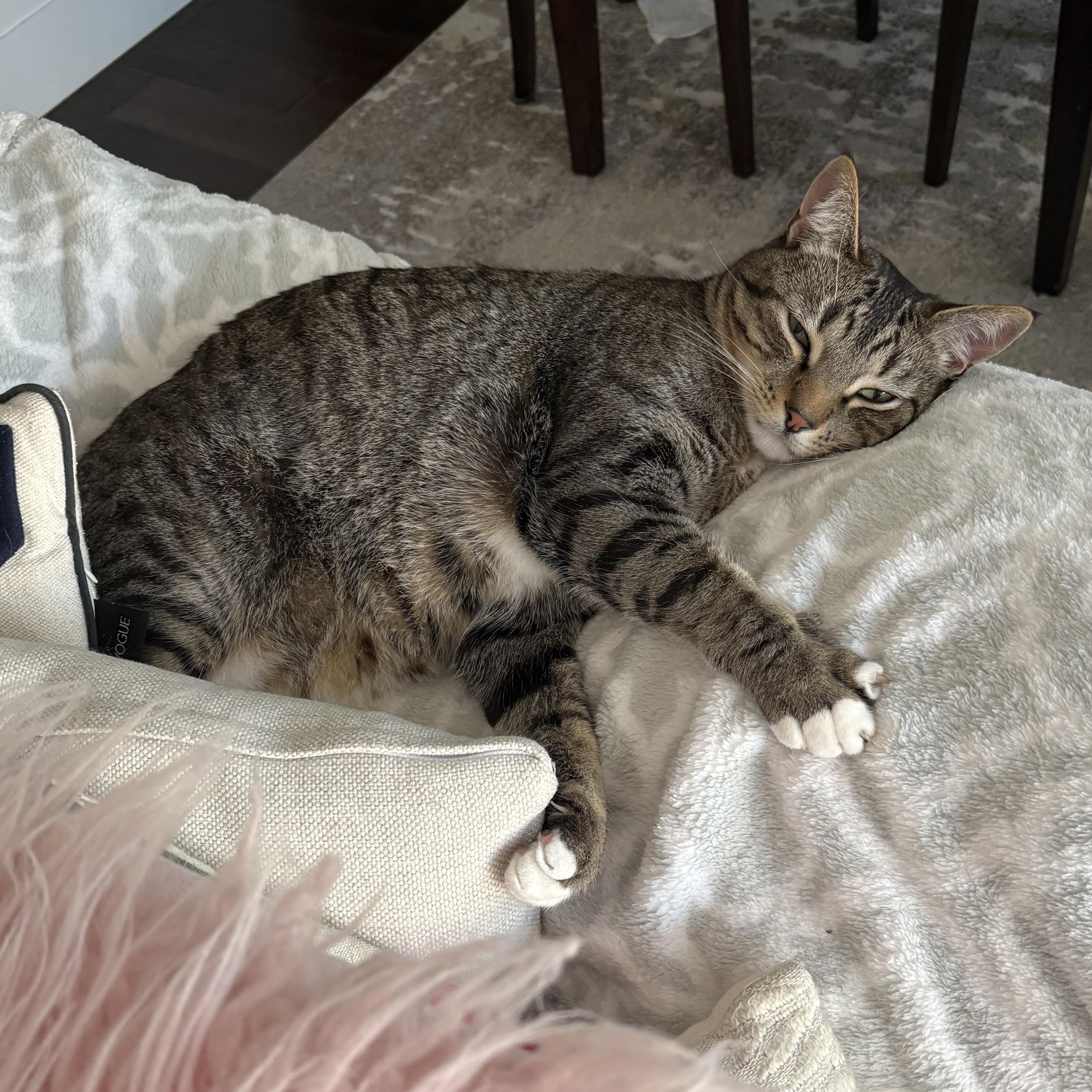 Enlarge Socks (& Stripes), a Adoptable Domestic Short Hair in Manhattan Beach, CA image 2/5