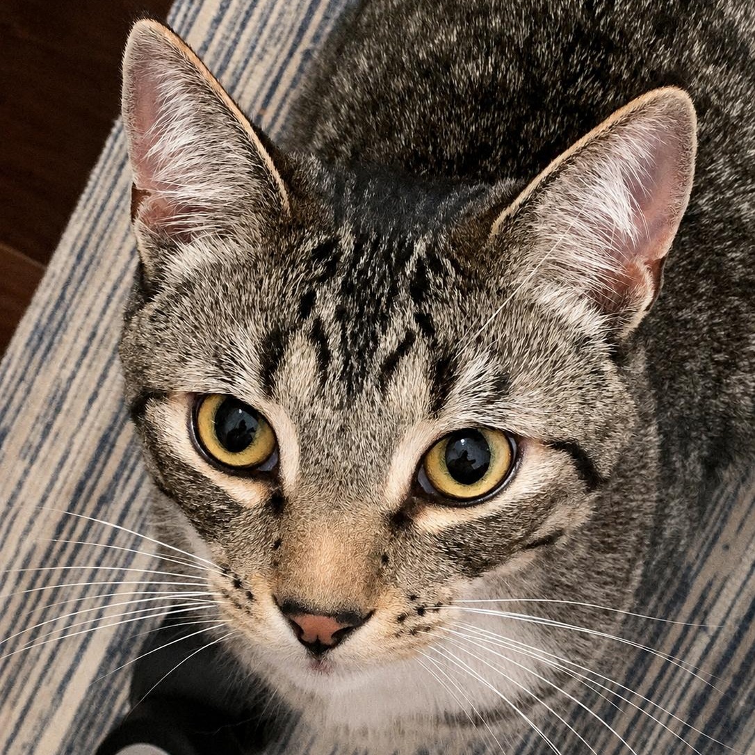 Socks (& Stripes), ADOPTABLE, Adult Male Domestic Short Hair.