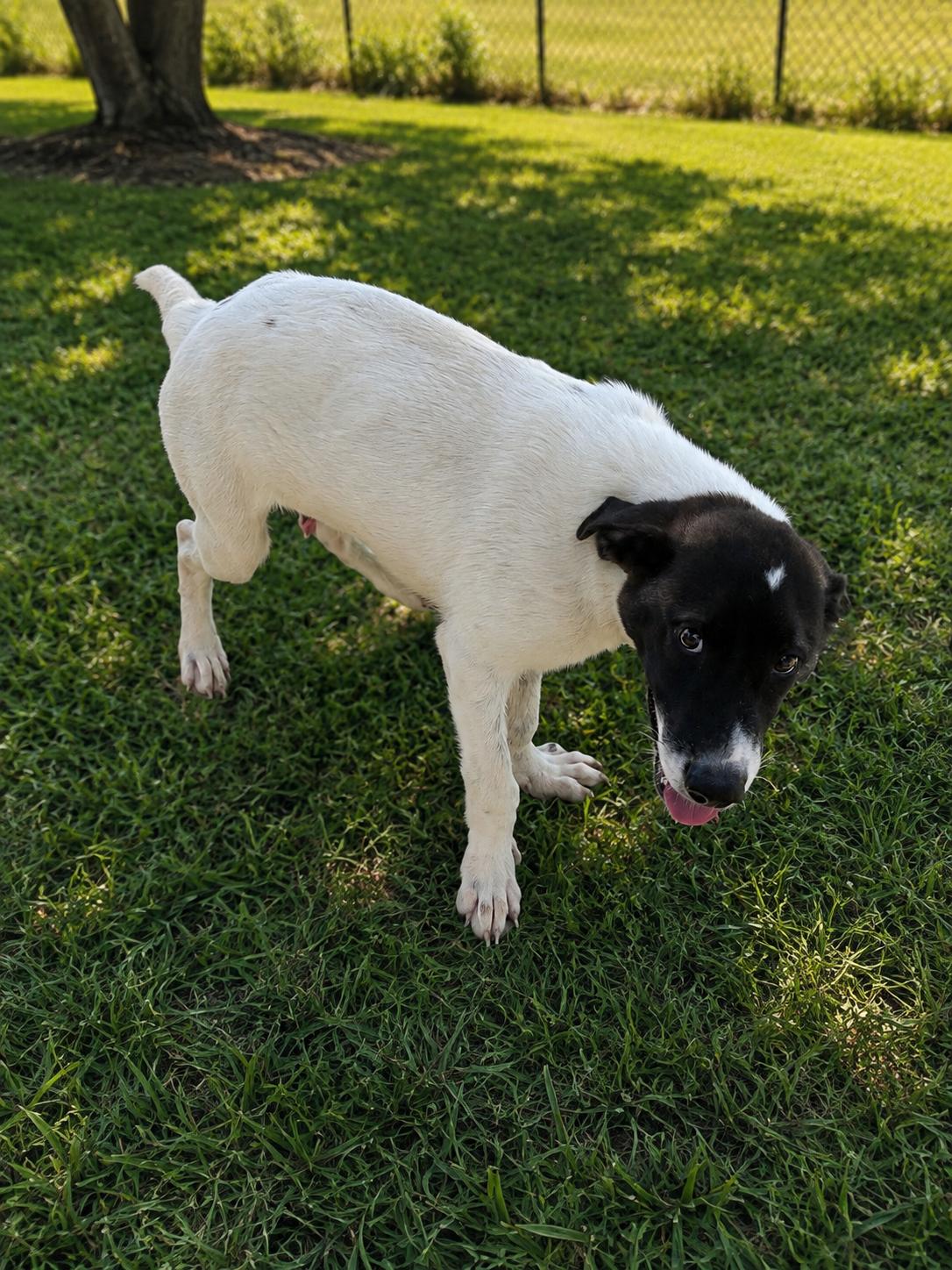 Enlarge Chew Barka, a Adoptable Mixed Breed in Mexia, TX image 1/1