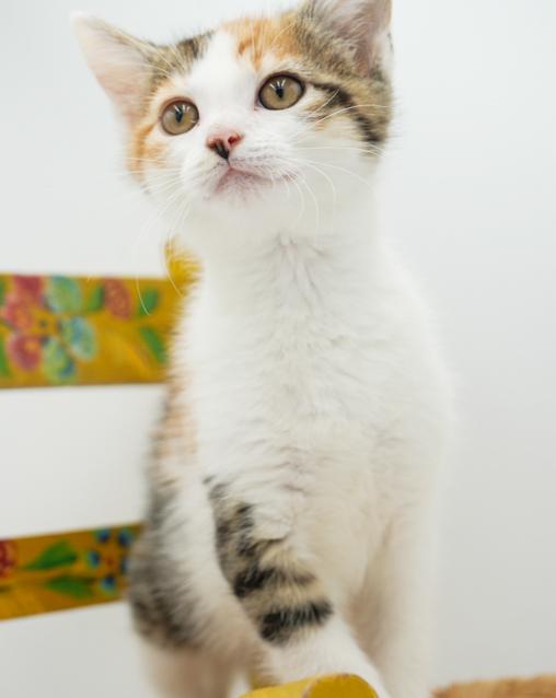 May might be tiny but she's MIGHTY LOVING!! photo 3