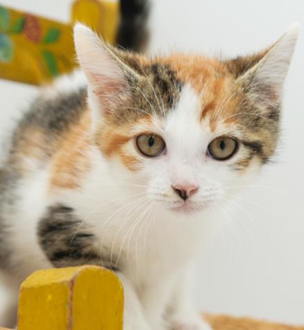 May might be tiny but she's MIGHTY LOVING!!, Baby Female Turkish Van
