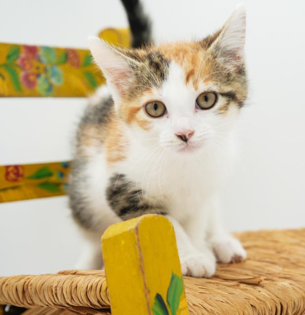 May might be tiny but she's MIGHTY LOVING!! photo 2