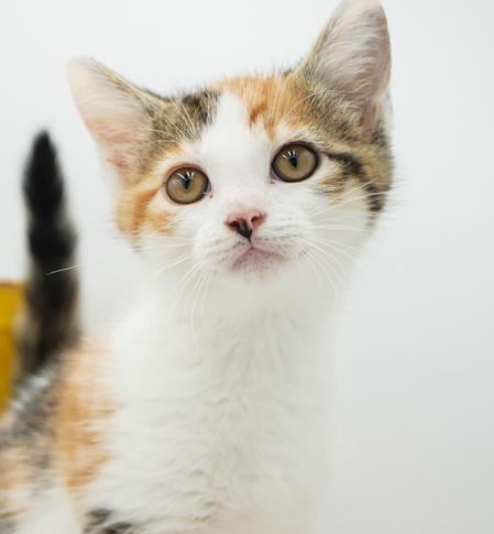 May might be tiny but she's MIGHTY LOVING!! photo 6