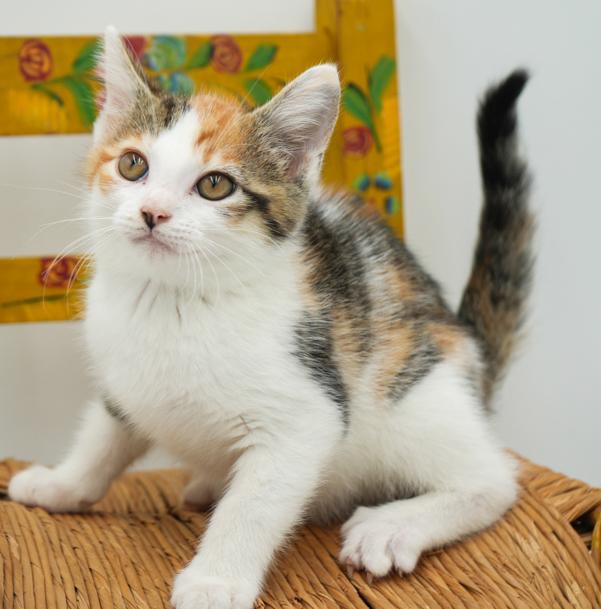 May might be tiny but she's MIGHTY LOVING!! photo 5
