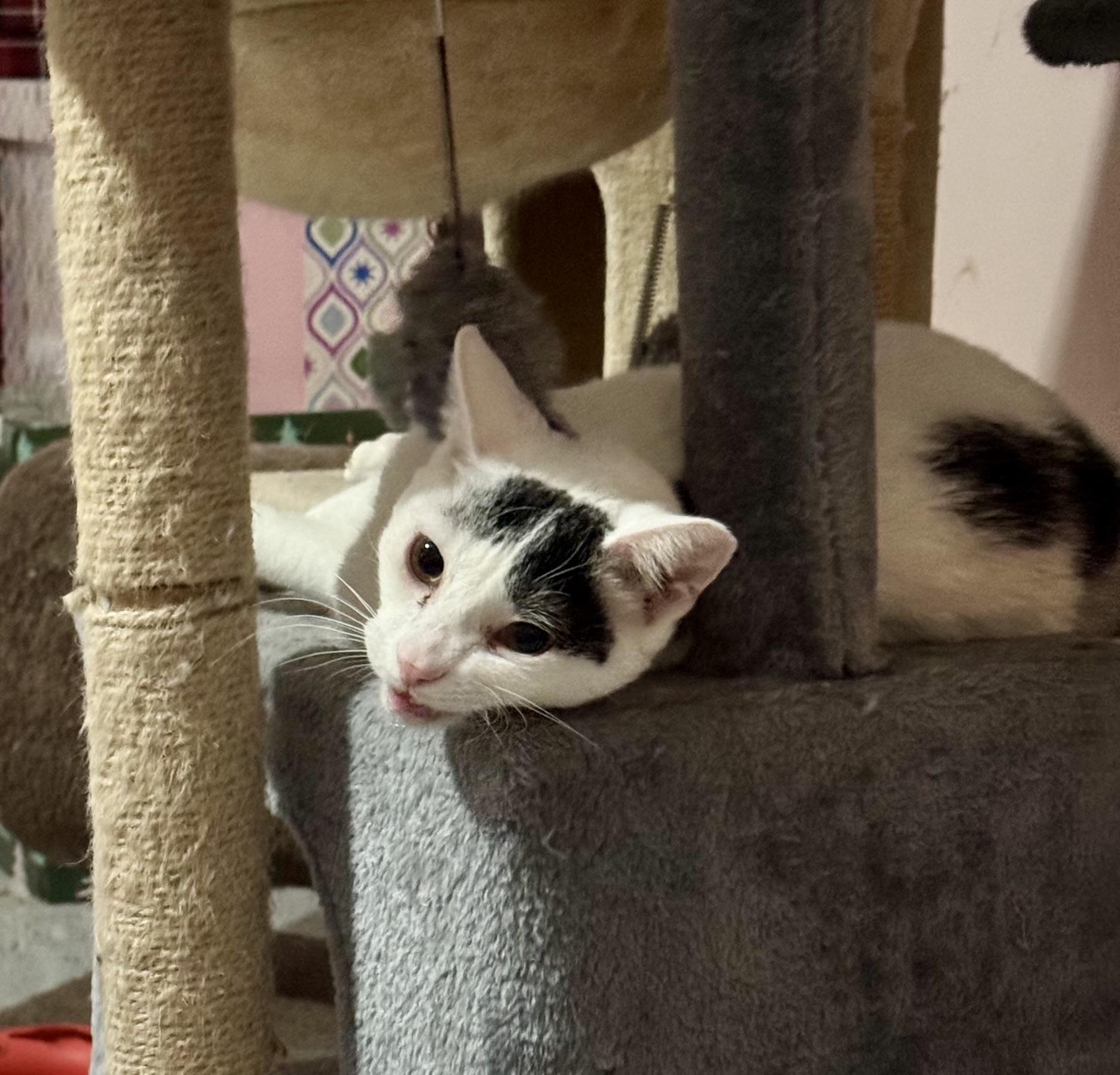 Enlarge Iverson, a Adoptable Domestic Short Hair in Jacksonville, FL image 5/5