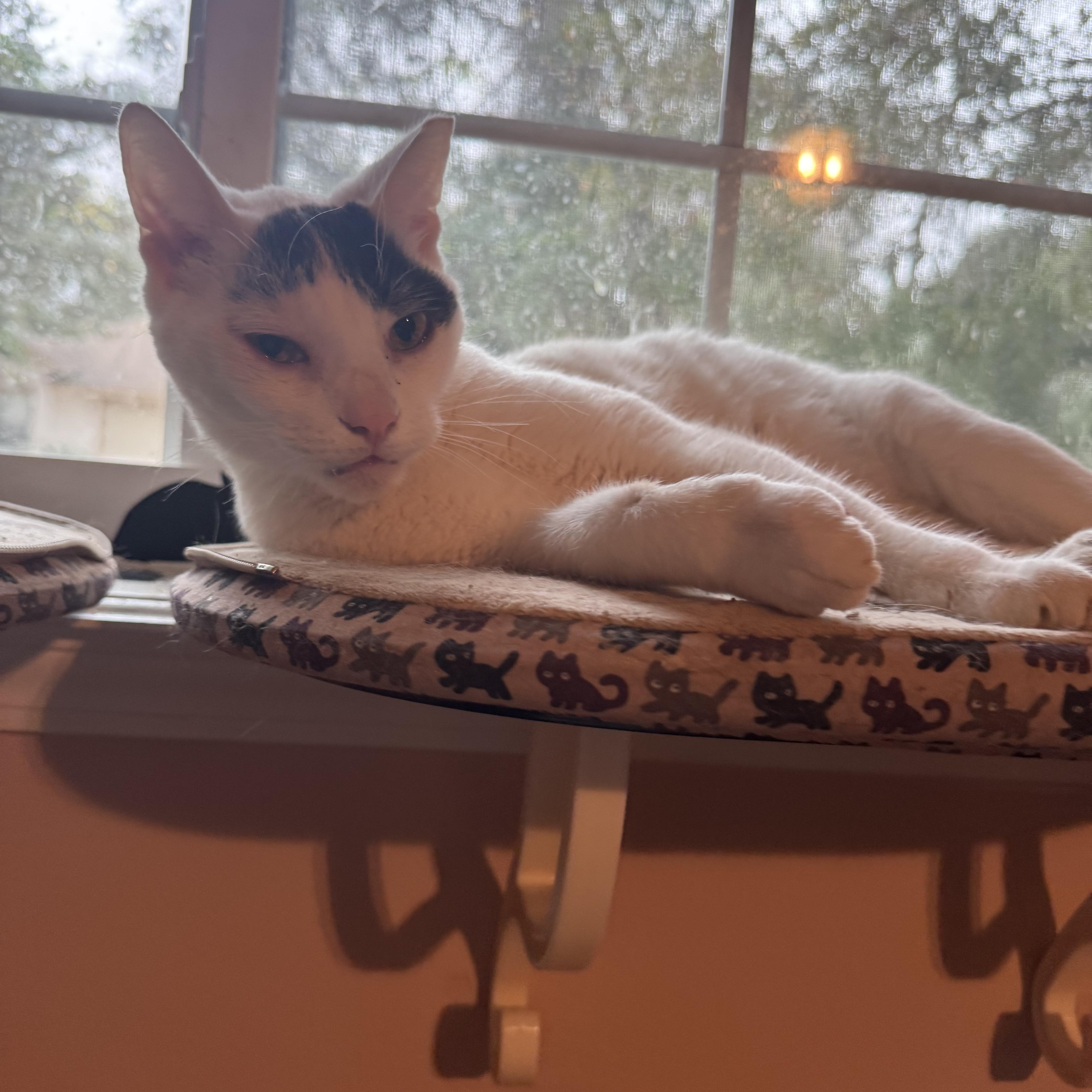 Enlarge Iverson, a Adoptable Domestic Short Hair in Jacksonville, FL image 2/5