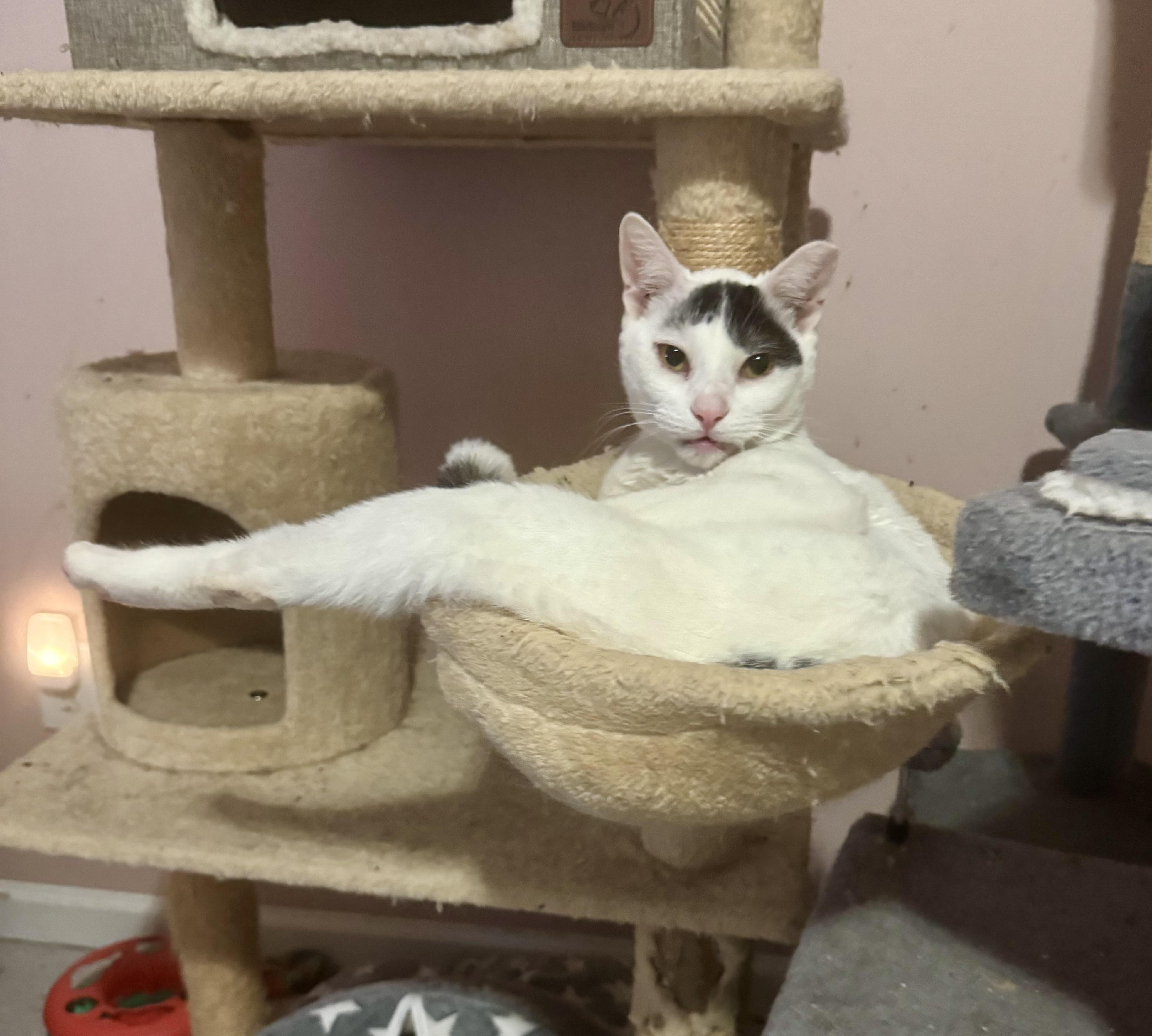 Enlarge Iverson, a Adoptable Domestic Short Hair in Jacksonville, FL image 4/5