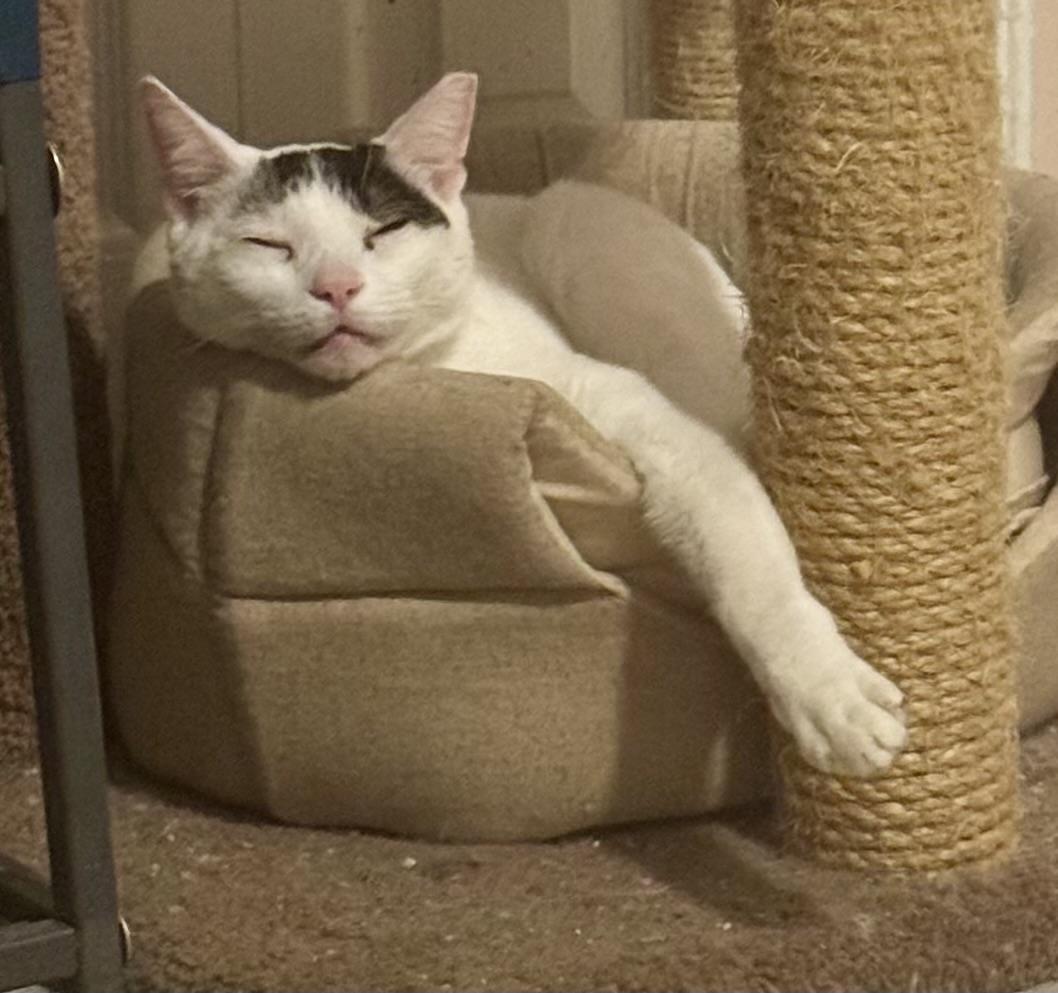 Enlarge Iverson, a Adoptable Domestic Short Hair in Jacksonville, FL image 3/5