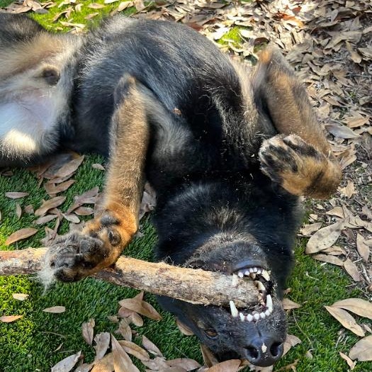 Enlarge Max, a Adoptable German Shepherd Dog in St. Petersburg, FL image 4/6