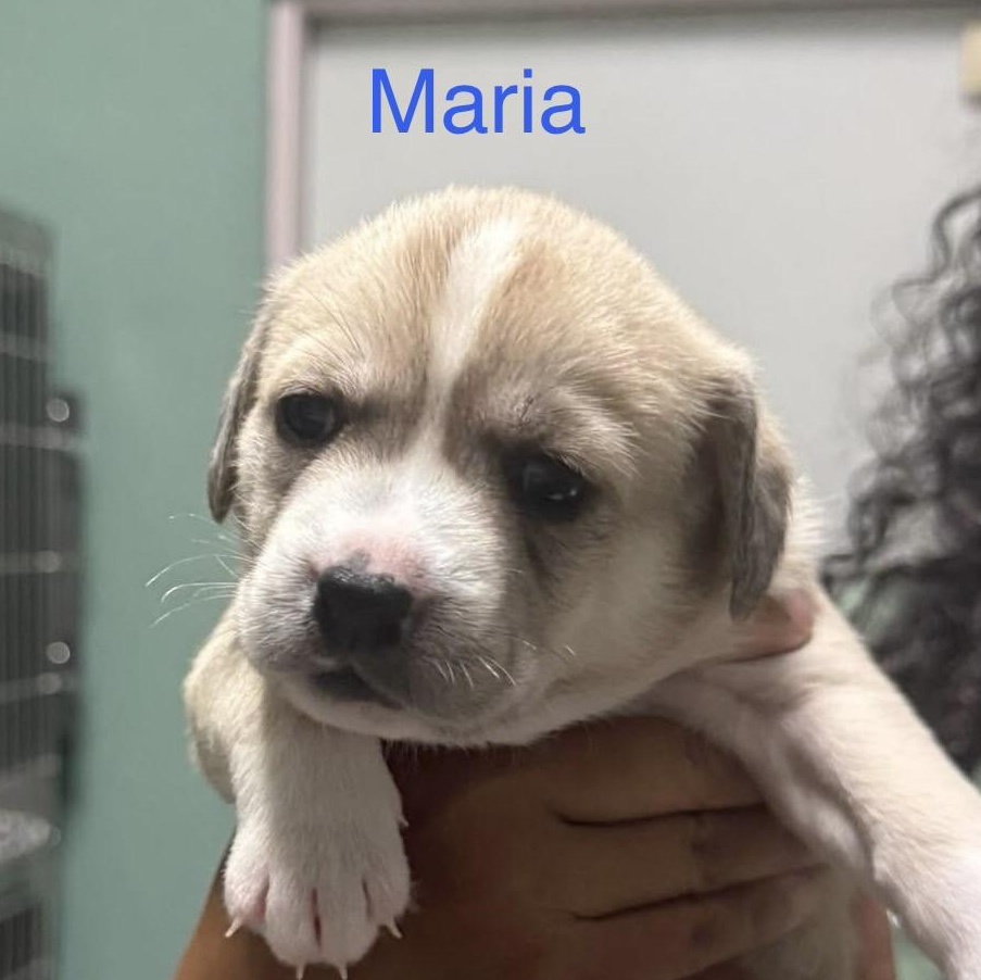 Enlarge Maria, an adopted mixed breed in Elkton, MD image 1/1