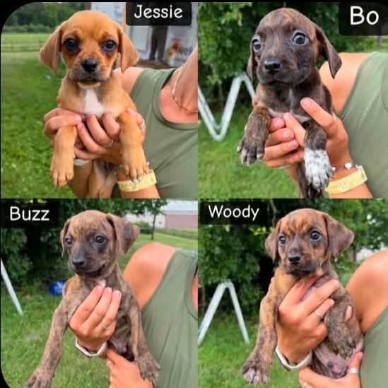 Woody, Adoptable, Puppy Male Mountain Cur & Hound.