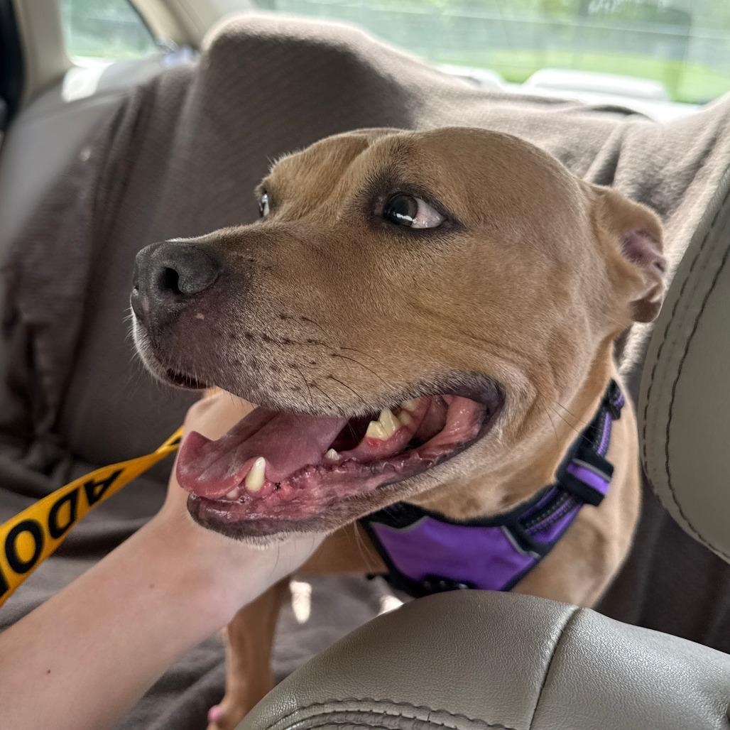 Acorn, Adoptable, Adult Female Mixed Breed.