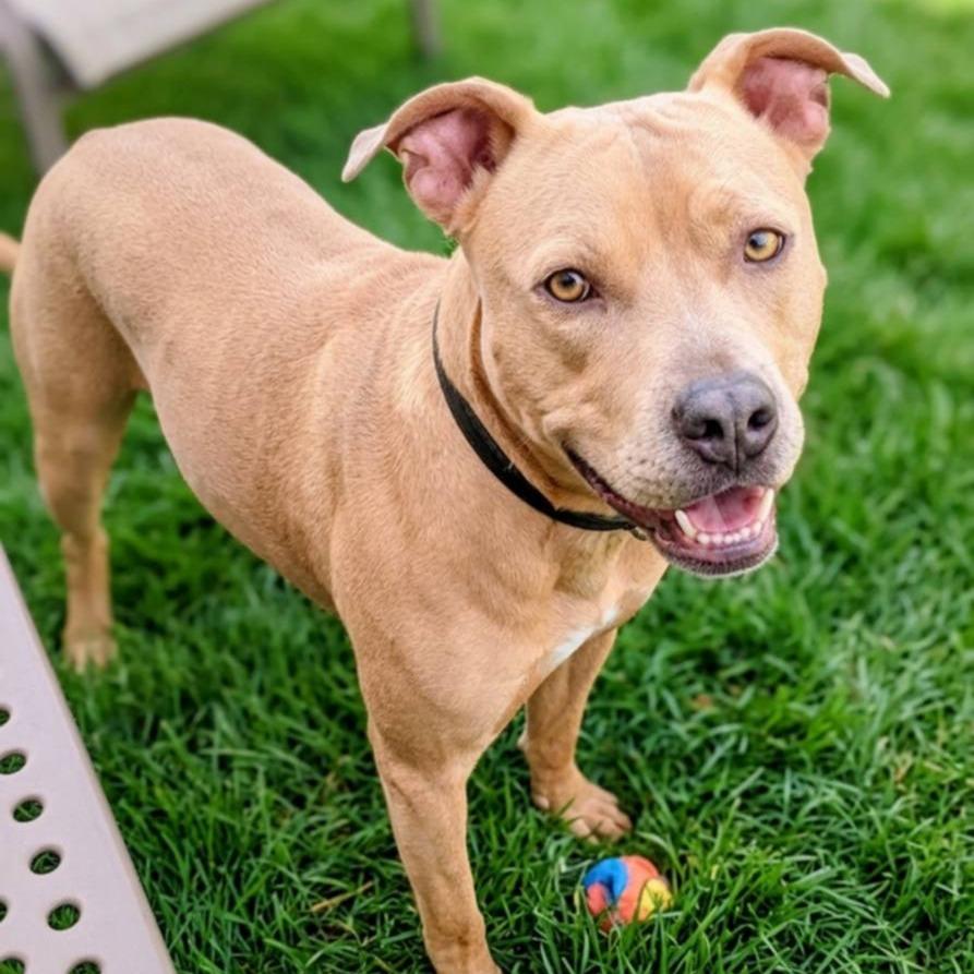 Acorn, Adoptable, Adult Female Mixed Breed.