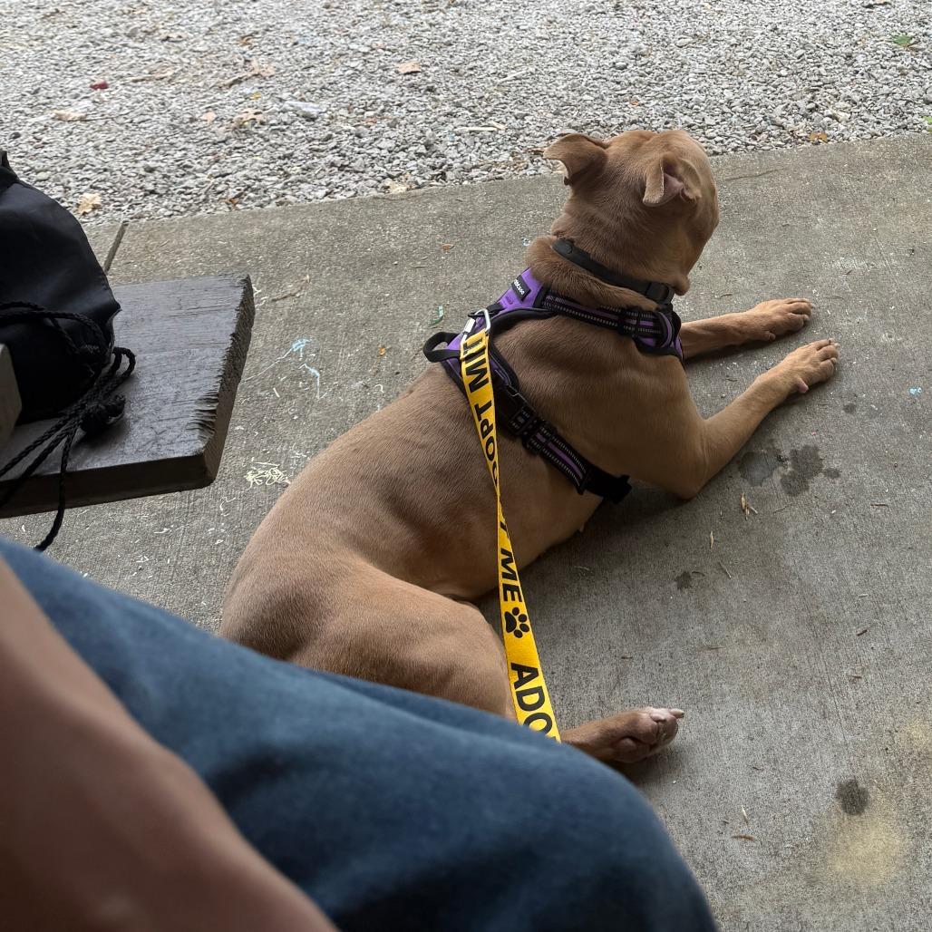 Enlarge Acorn, a Adoptable Mixed Breed in Jeffersonville, IN image 3/6