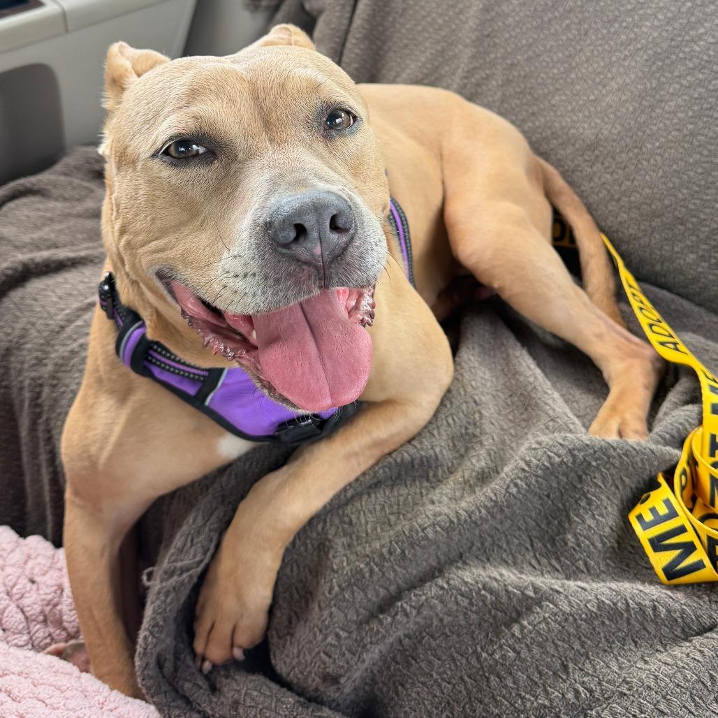 Enlarge Acorn, a Adoptable Mixed Breed in Jeffersonville, IN image 4/6