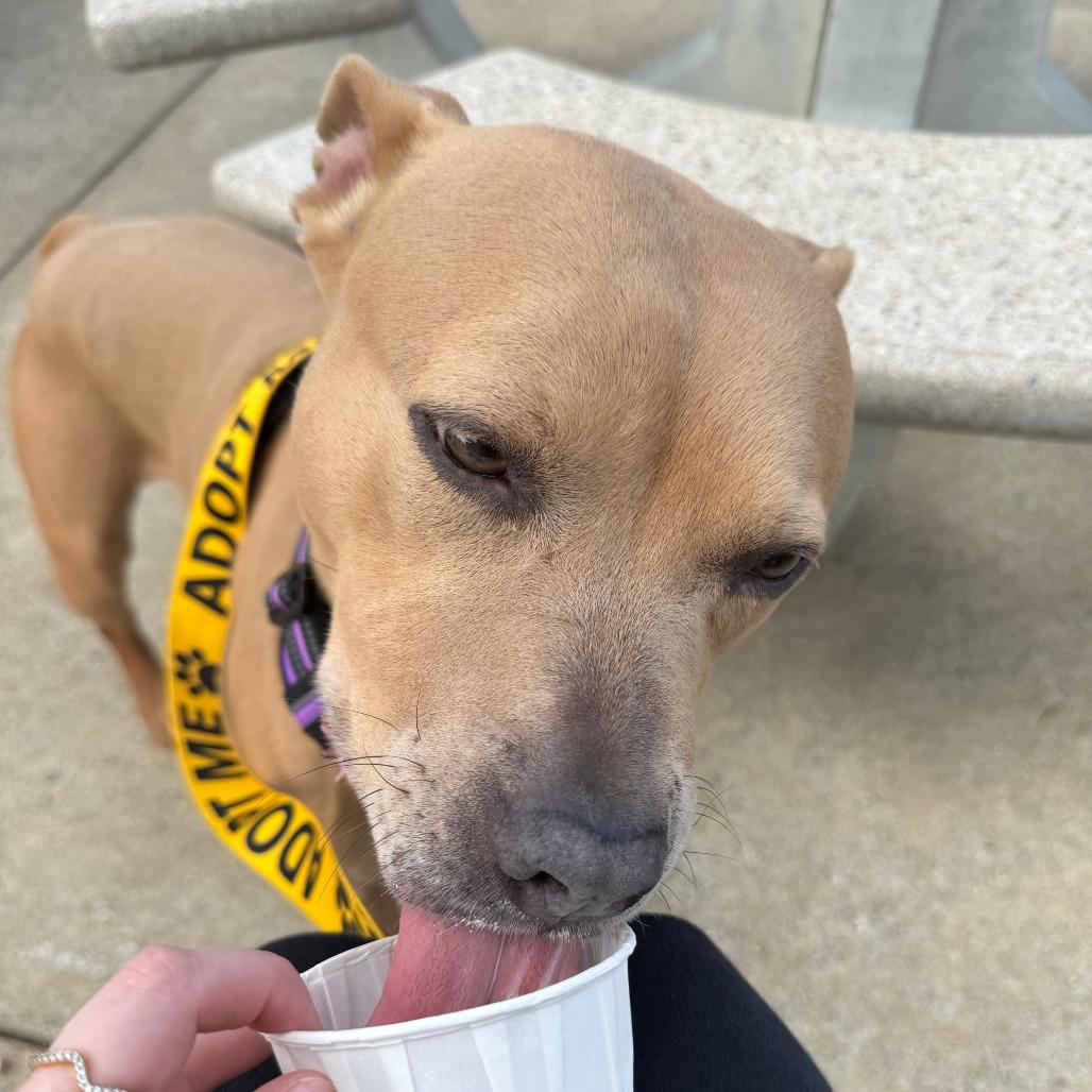 Enlarge Acorn, a Adoptable Mixed Breed in Jeffersonville, IN image 5/6