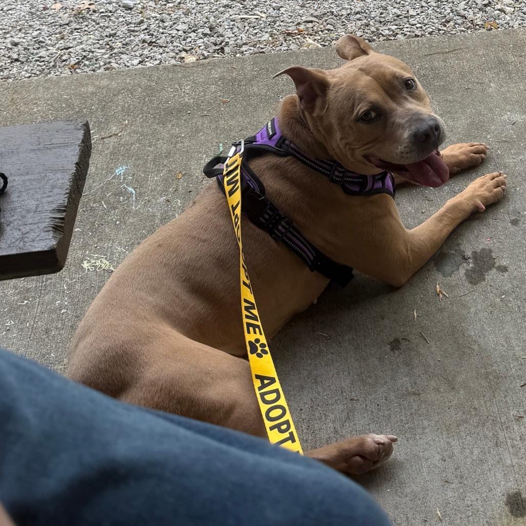 Enlarge Acorn, a Adoptable Mixed Breed in Jeffersonville, IN image 6/6