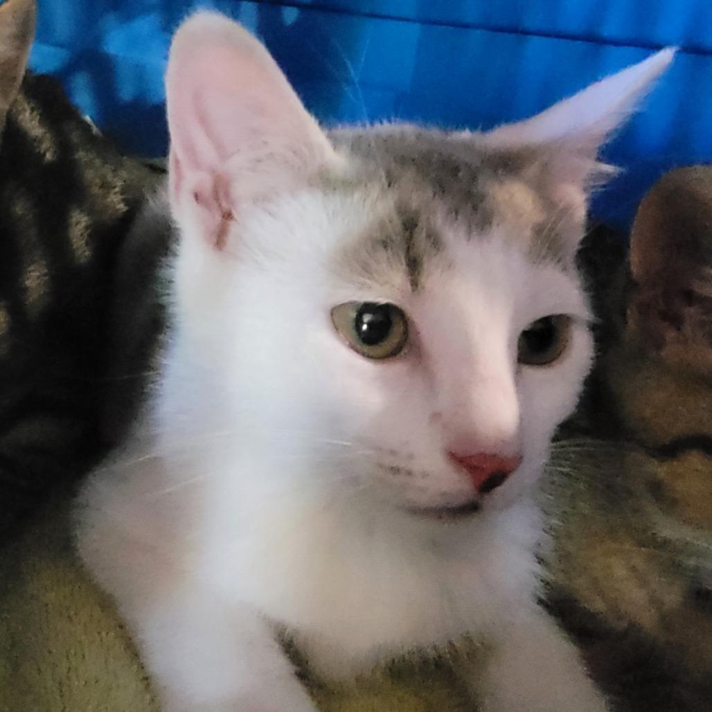 Enlarge Artemis, a Adoptable Domestic Short Hair in Waldorf, MD image 2/2