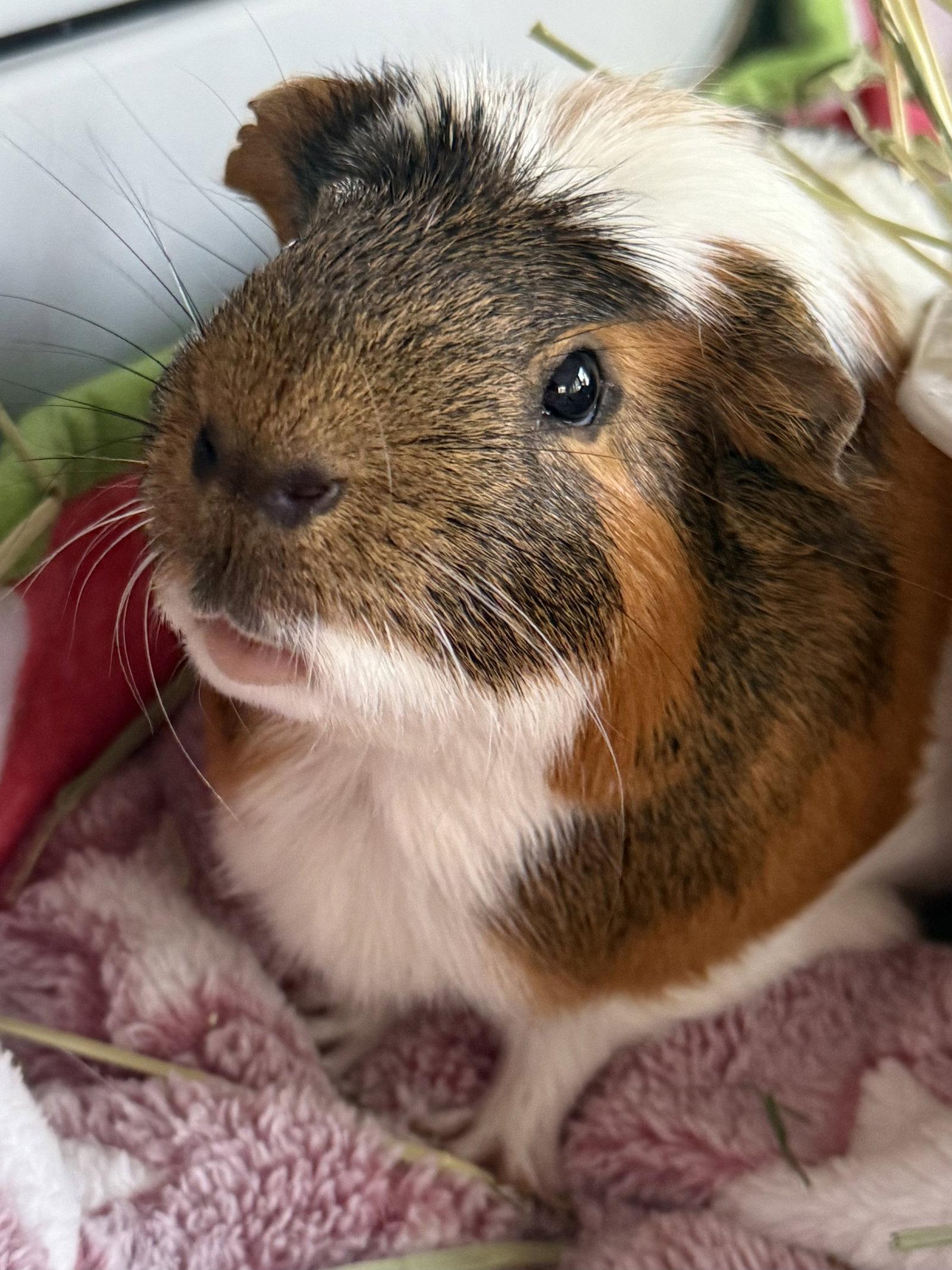 Herbert *bonded to Humphrey*, Adoptable, Adult Male Guinea Pig.