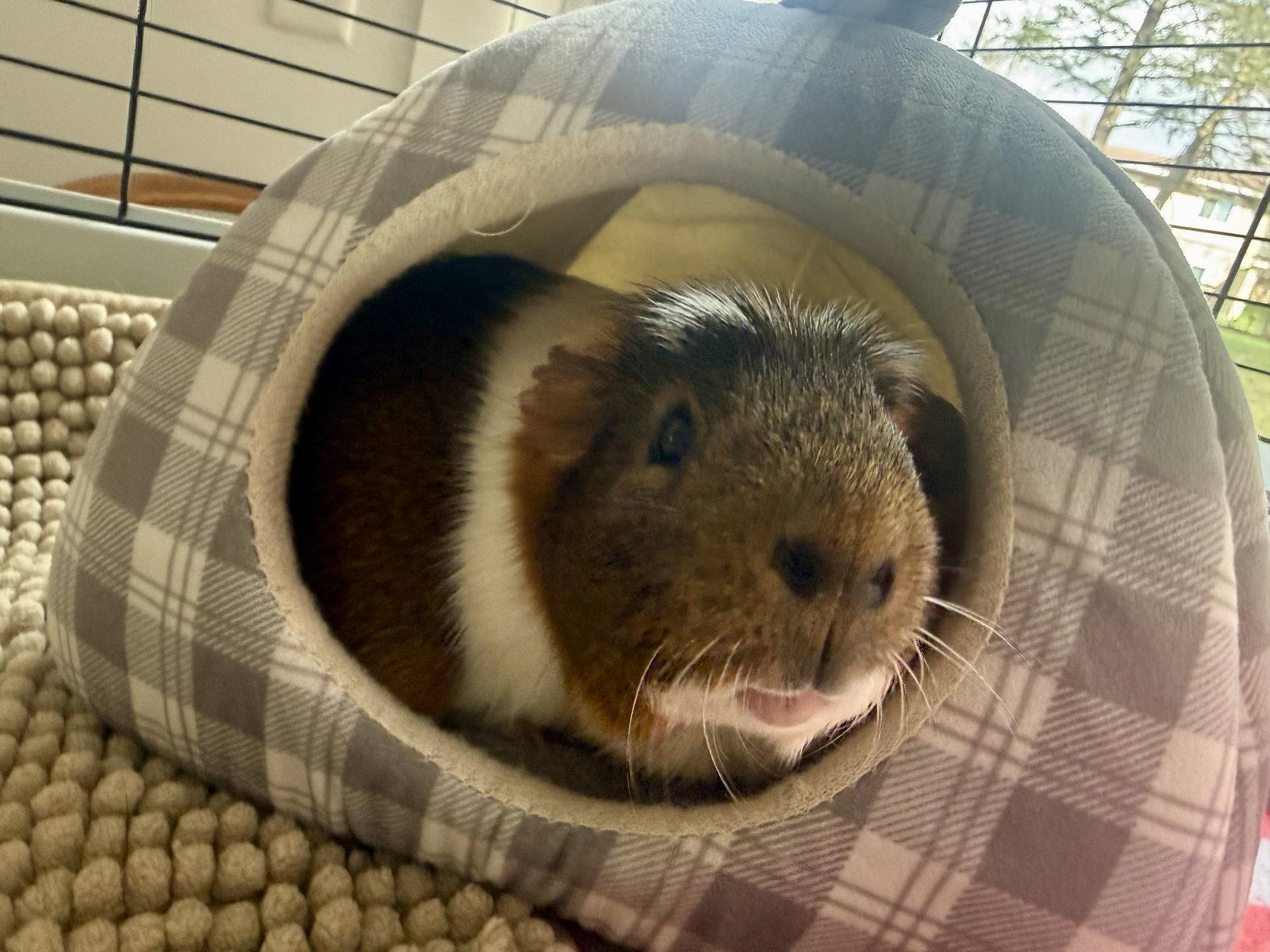 Enlarge Herbert *bonded to Humphrey*, a Adopted Guinea Pig in Marshfield, WI image 2/3