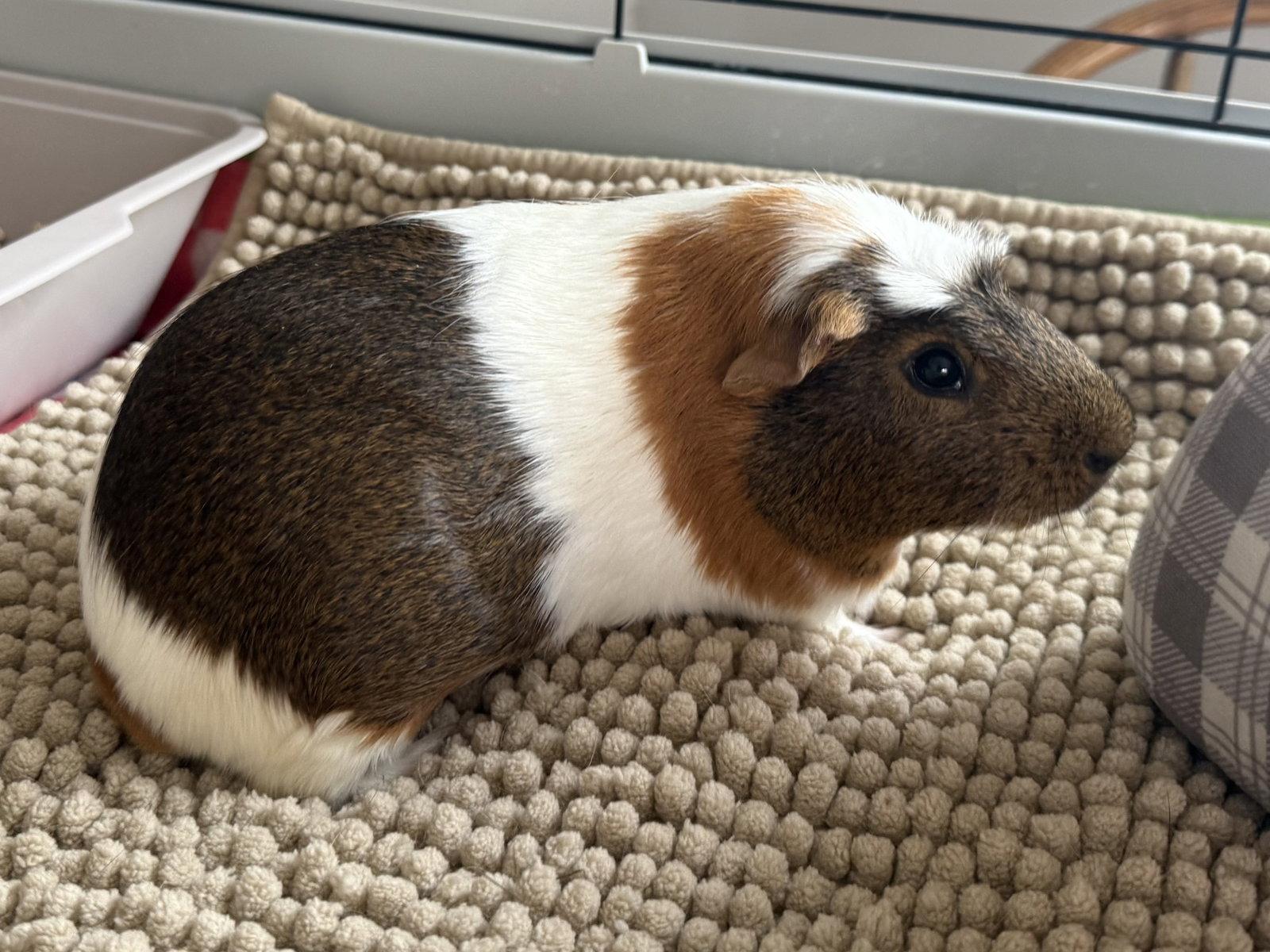 Enlarge Herbert *bonded to Humphrey*, a Adopted Guinea Pig in Marshfield, WI image 3/3