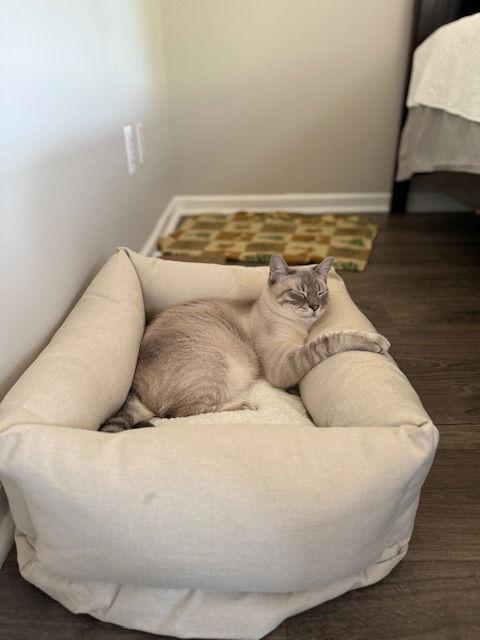Enlarge Novie, a Adoptable Siamese in Pinckney, MI image 1/3