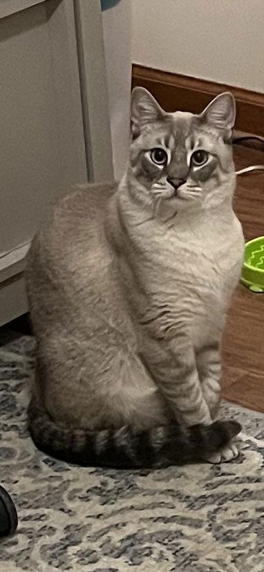 Enlarge Novie, a Adoptable Siamese in Pinckney, MI image 2/3