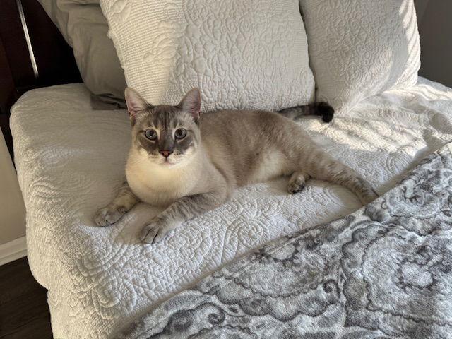 Enlarge Novie, a Adoptable Siamese in Pinckney, MI image 3/3