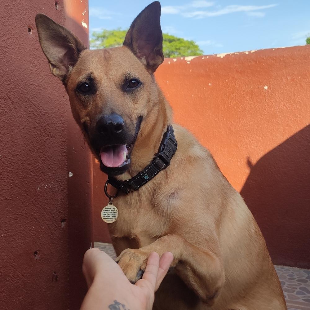 Ken aka Jack, Adoptable, Young Male Mixed Breed & Shepherd.