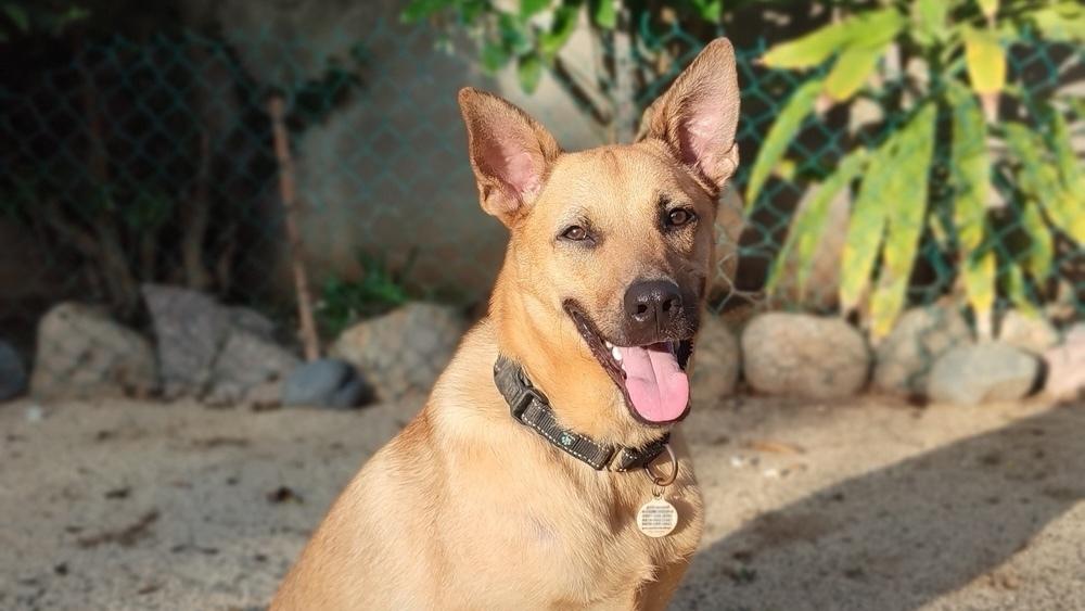 Ken aka Jack, Adoptable, Young Male Mixed Breed & Shepherd.