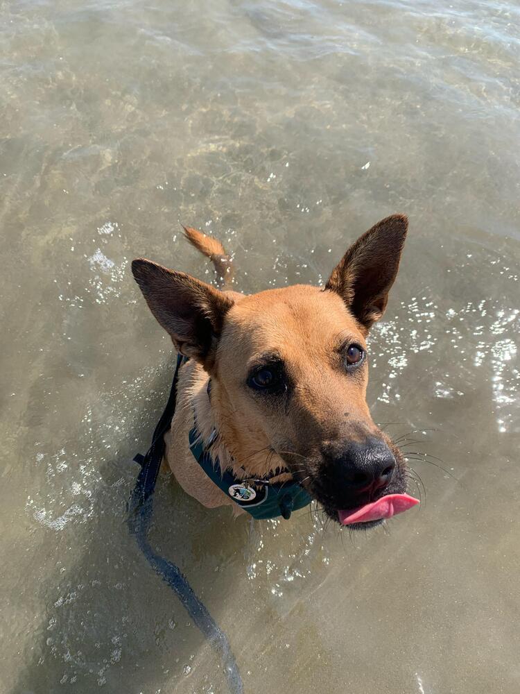 Enlarge Ken aka Jack, a Adoptable mixed breed in San Diego, CA image 2/6