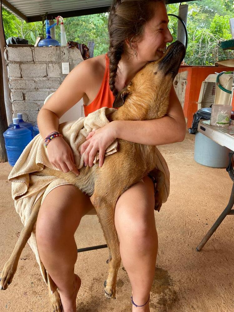 Enlarge Ken aka Jack, a Adoptable mixed breed in San Diego, CA image 3/6