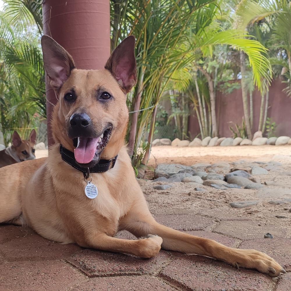 Enlarge Ken aka Jack, a Adoptable mixed breed in San Diego, CA image 5/6