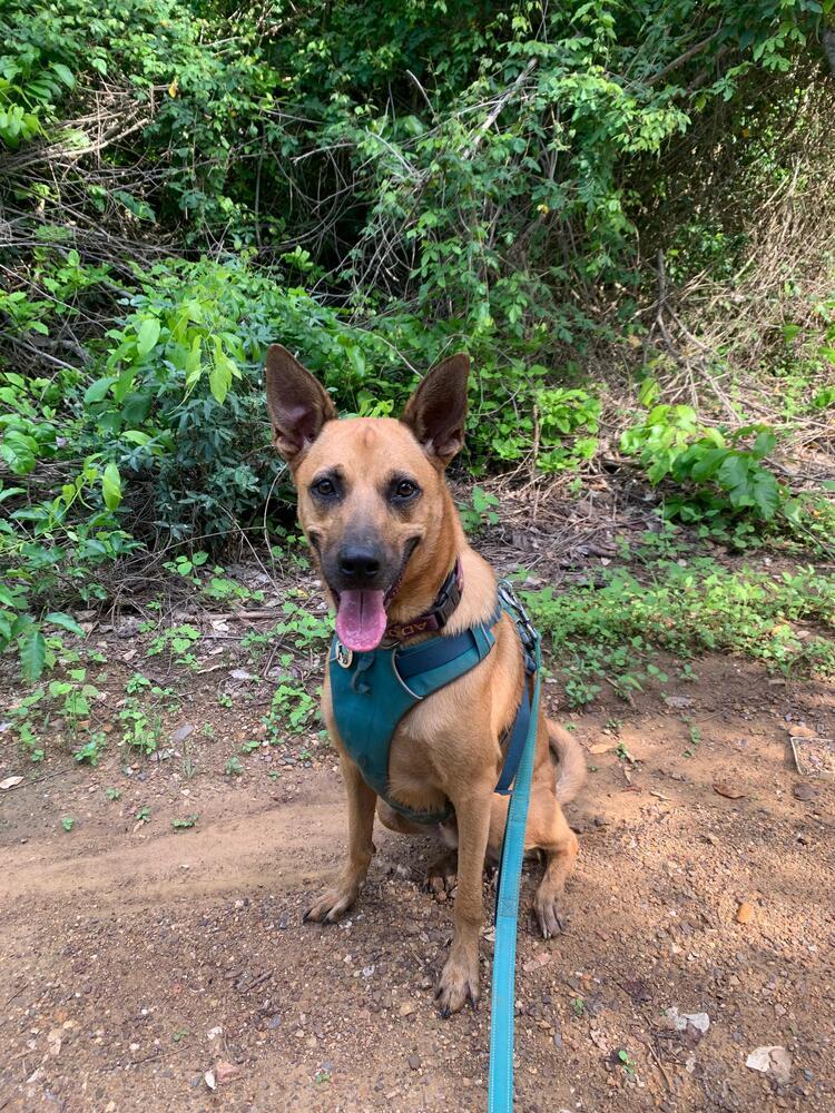 Enlarge Ken aka Jack, a Adoptable mixed breed in San Diego, CA image 6/6