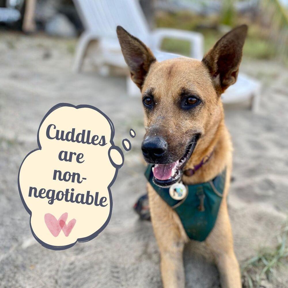 Ken aka Jack, a Adoptable mixed breed in San Diego, CA image 6/6