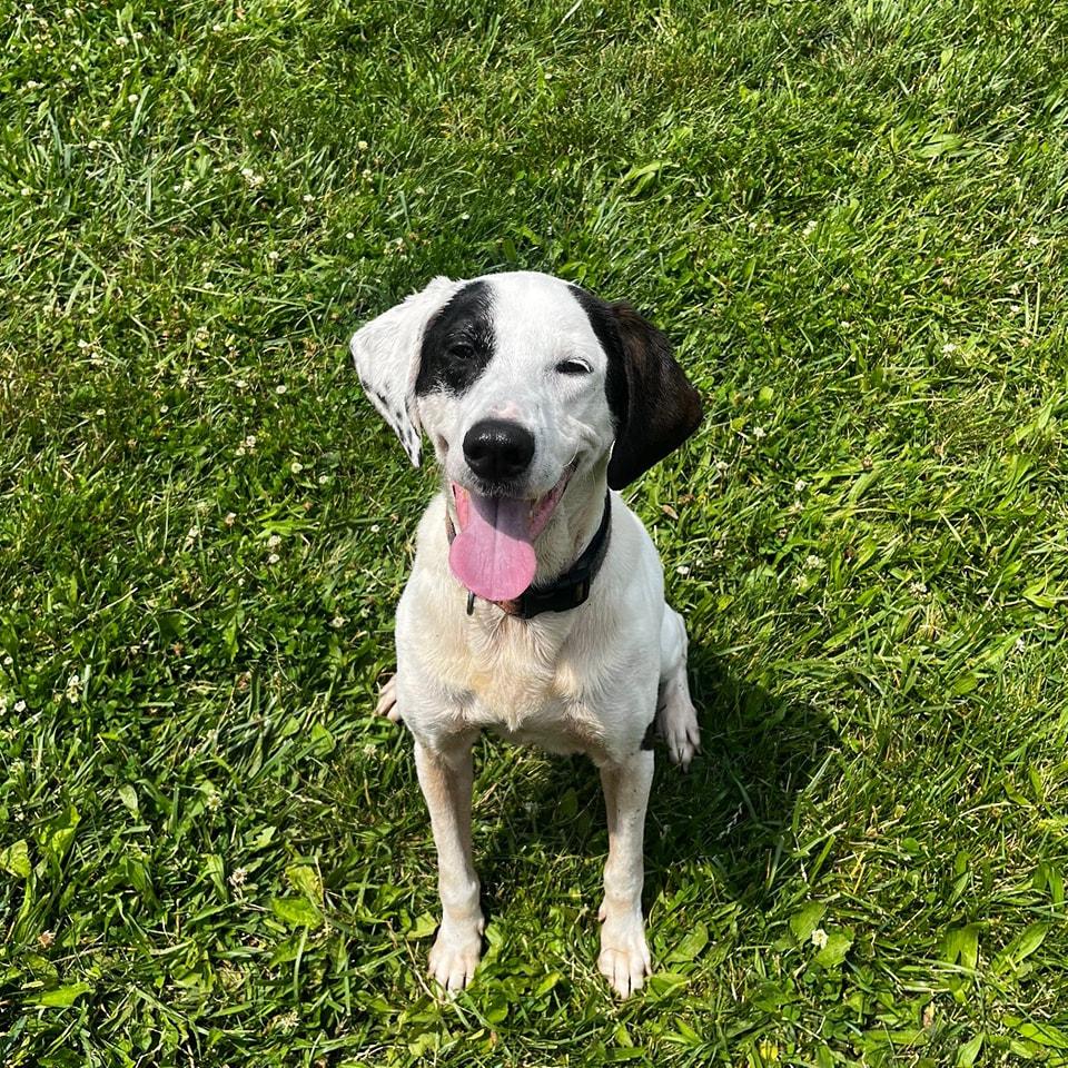 Enlarge Bo, an adoptable mixed breed in Attica, IN image 1/1