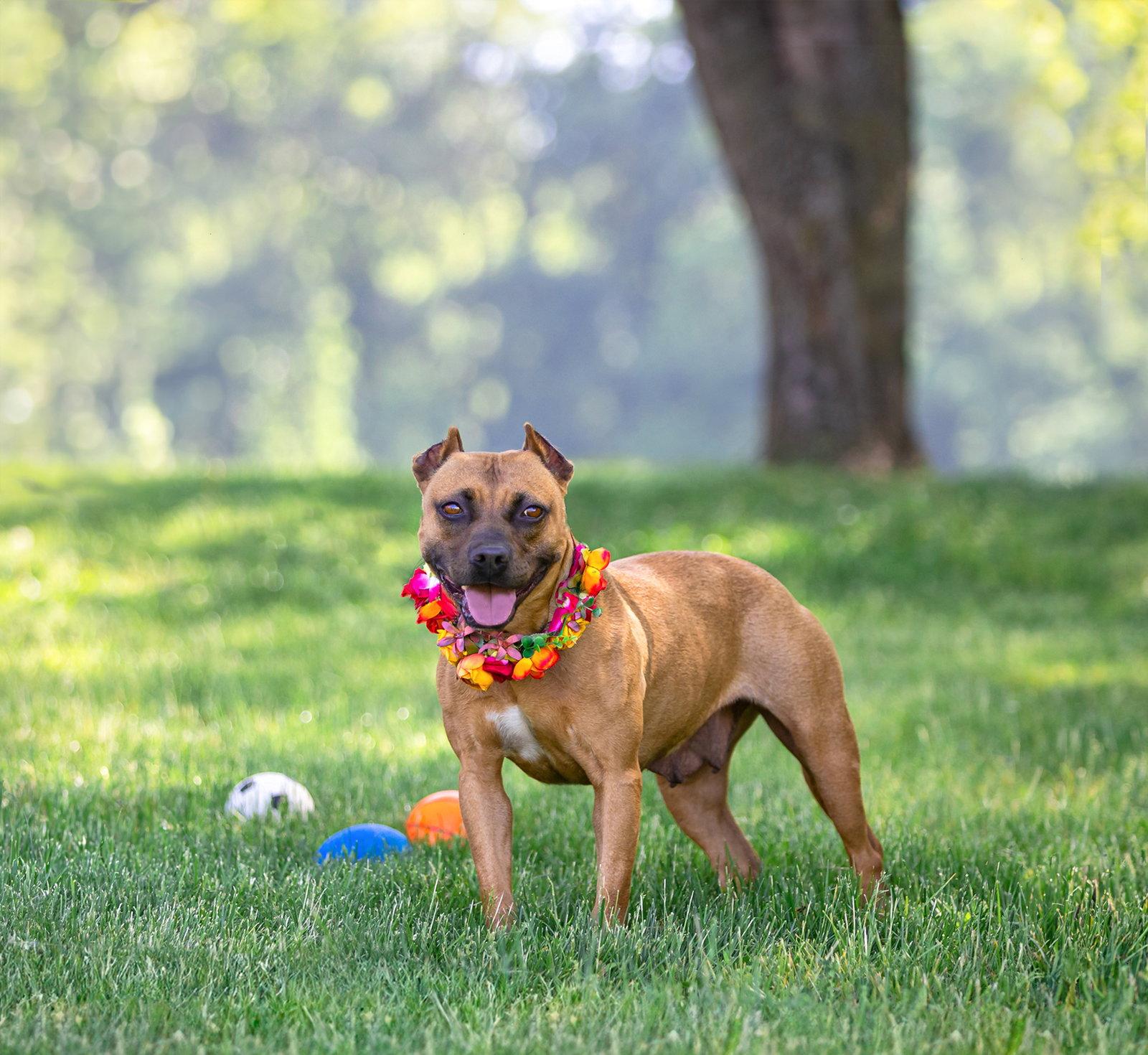 Ella, Adoptable, Young Female Terrier.