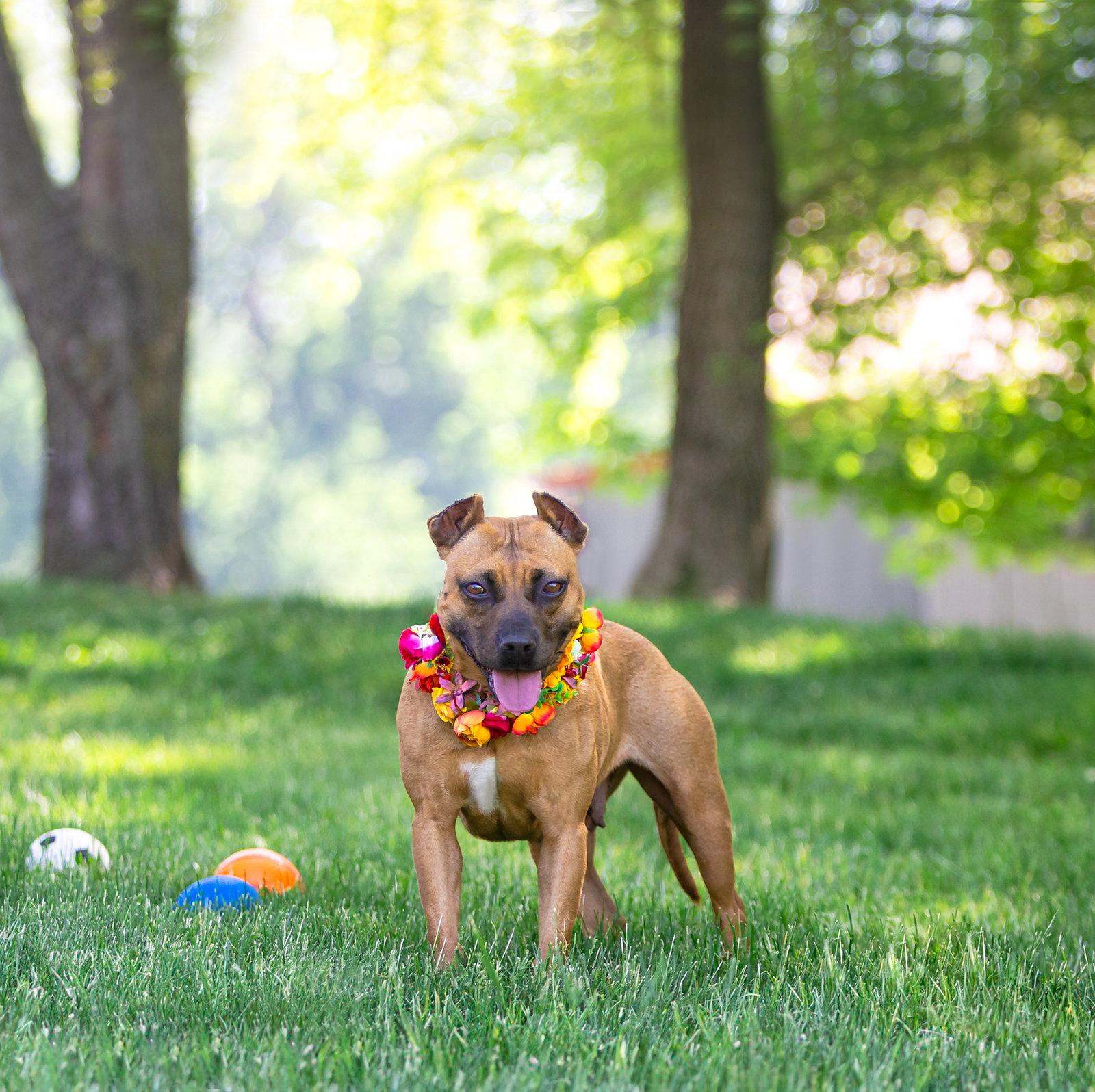 Enlarge Ella, a Adoptable Terrier in Coatesville, PA image 2/3