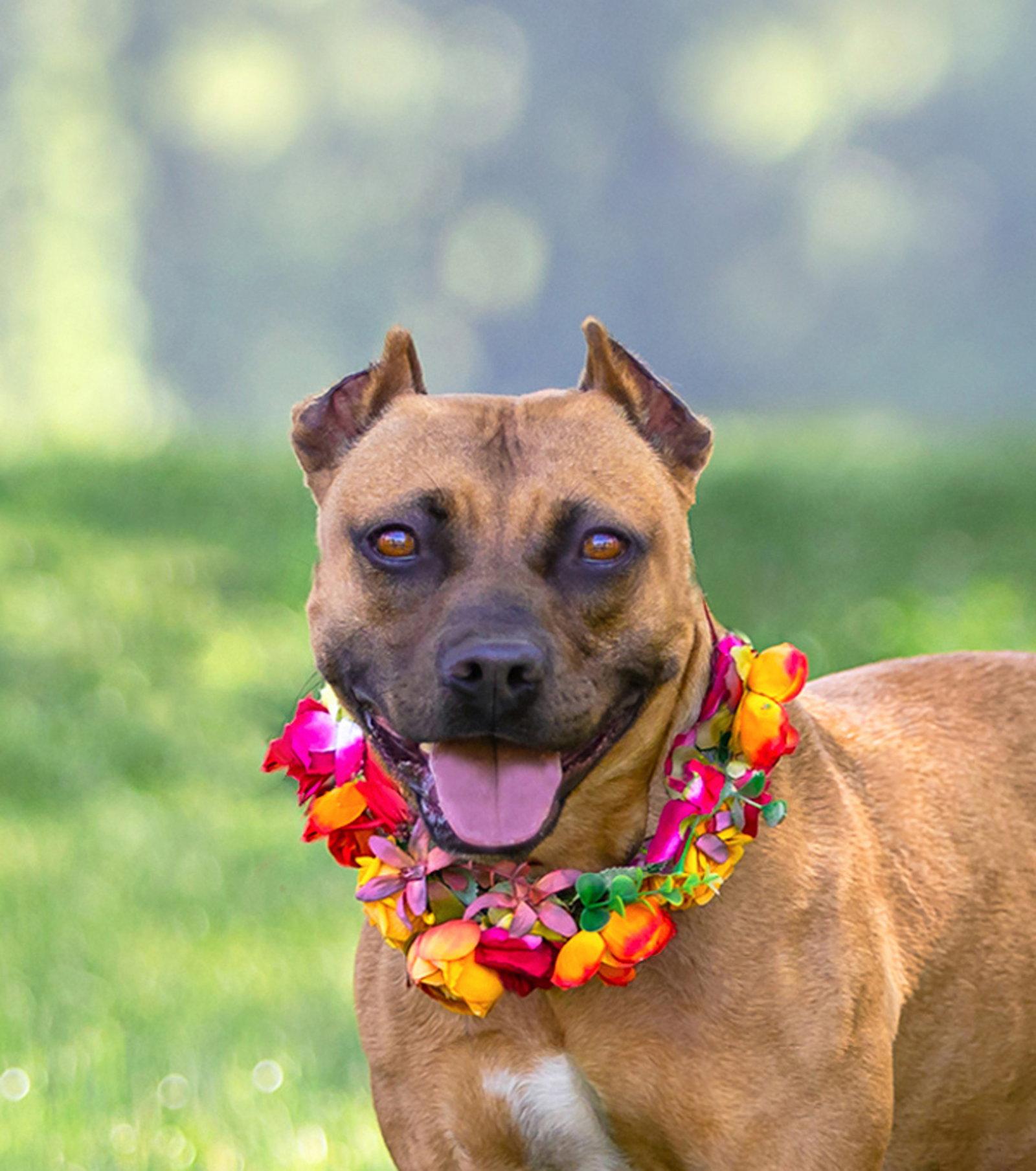 Enlarge Ella, a Adoptable Terrier in Coatesville, PA image 3/3