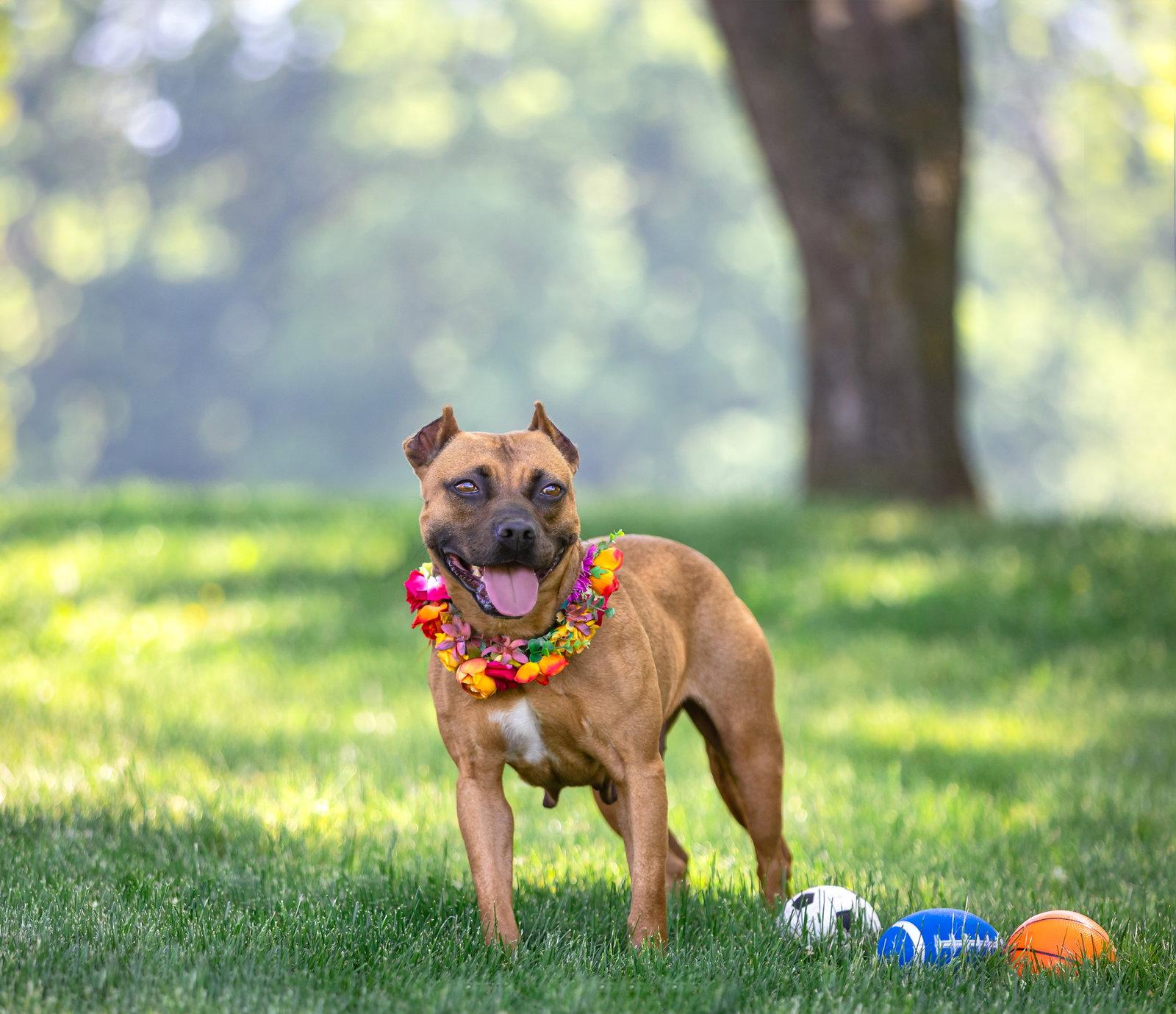 Enlarge Ella, a Adoptable Terrier in Coatesville, PA image 3/3
