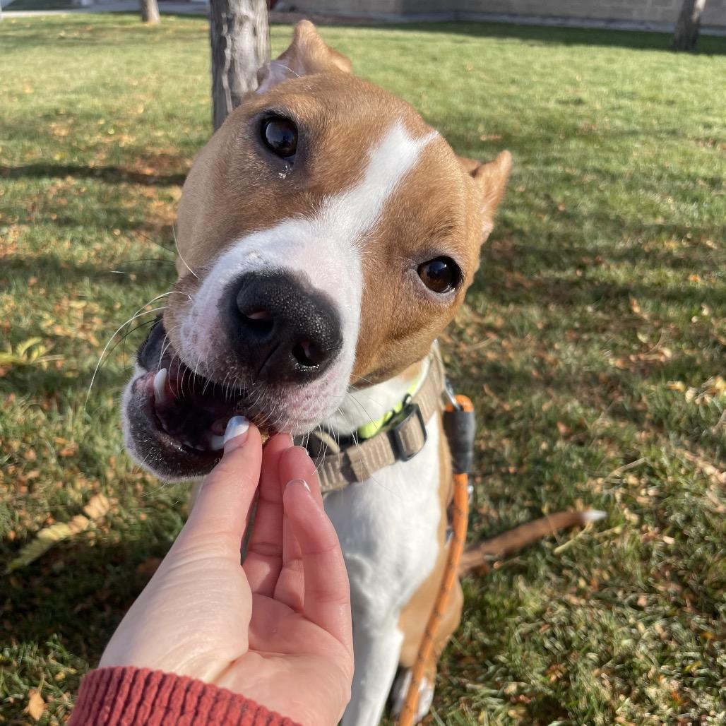 Cora Belle, Adoptable, Young Female Mixed Breed.