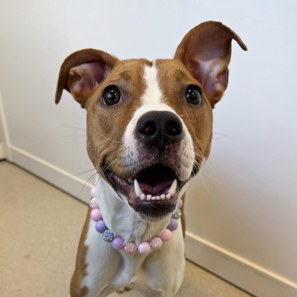 Enlarge Cora Belle, a Adoptable Mixed Breed in Murray, UT image 2/6
