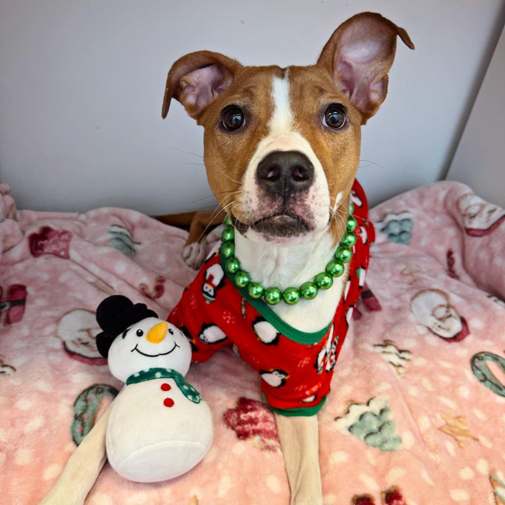 Enlarge Cora Belle, a Adoptable Mixed Breed in Murray, UT image 3/6