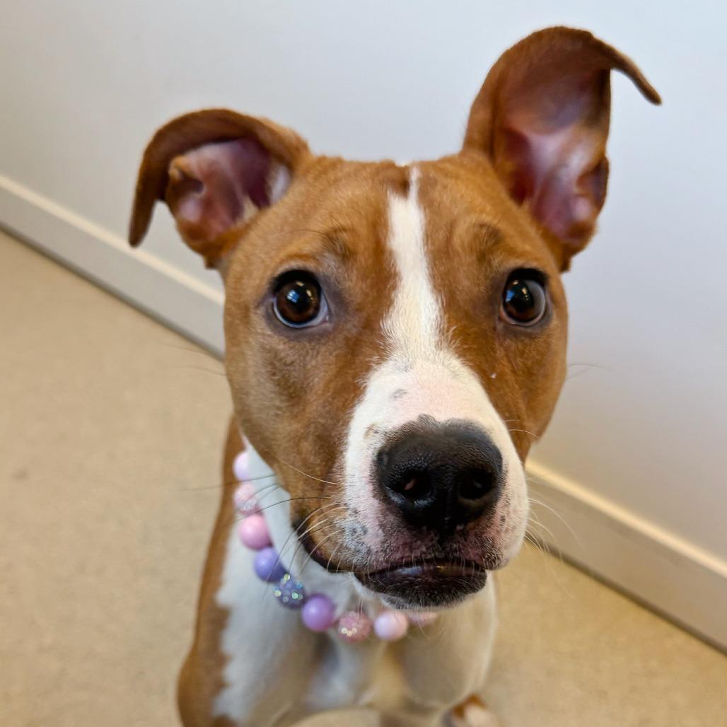 Enlarge Cora Belle, a Adoptable Mixed Breed in Murray, UT image 4/6