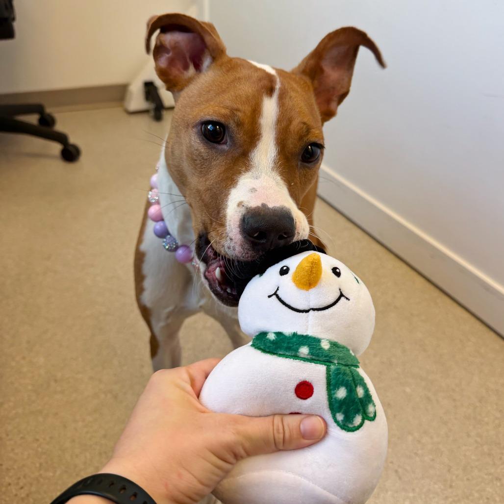 Enlarge Cora Belle, a Adoptable Mixed Breed in Murray, UT image 5/6