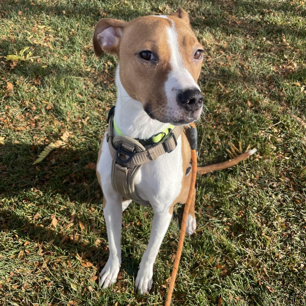 Enlarge Cora Belle, a Adoptable Mixed Breed in Murray, UT image 6/6